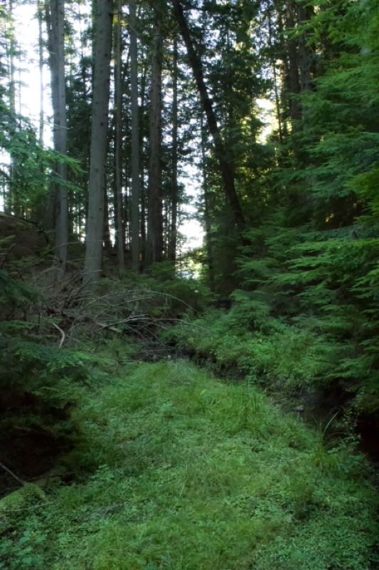 Dense Forest Trail With Green Undergrowth