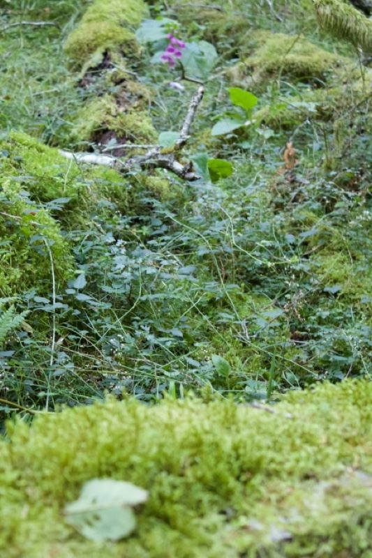 Mossy Forest Floor With Wildflower