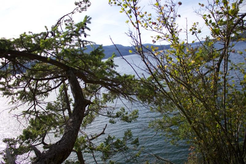 Lake View Through Trees