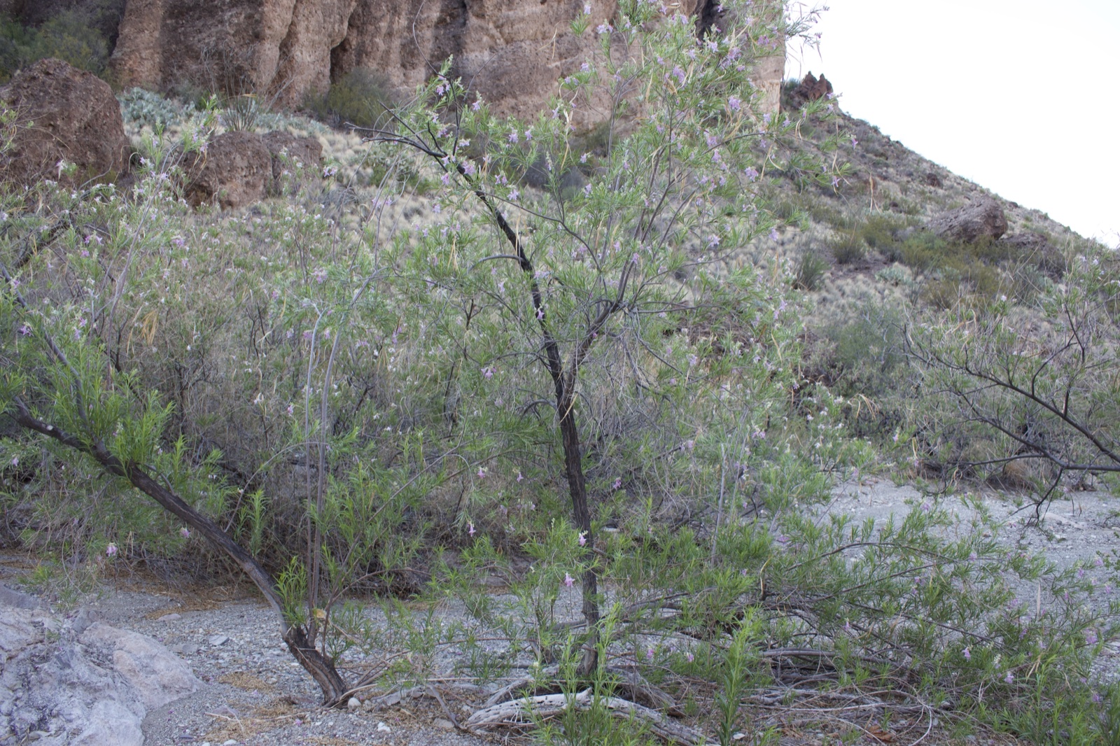 Desert shrubs in rocky canyon wash