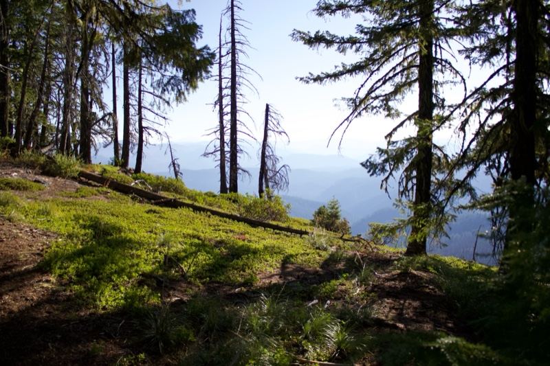 Sunlit Forest Hillside With Dead Snags
