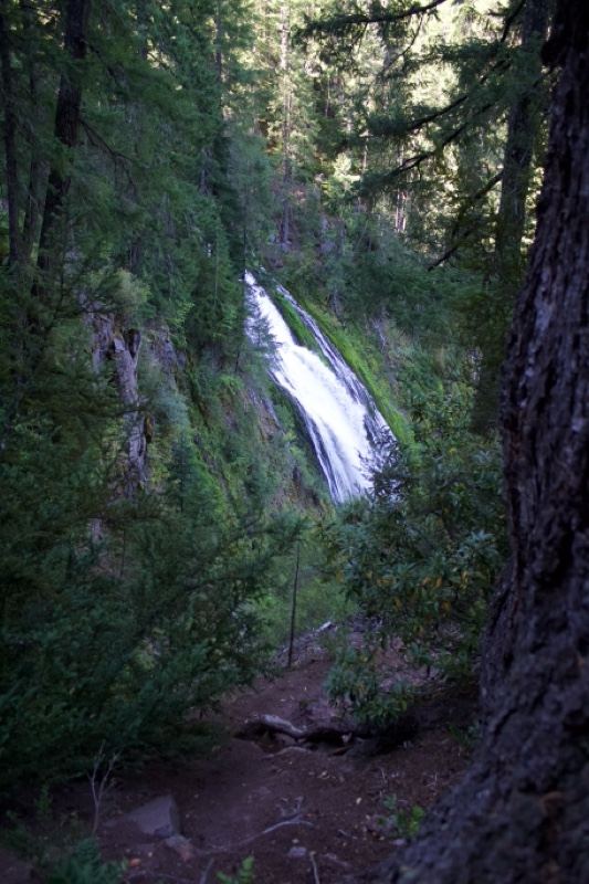 Forest Waterfall Cascading Down Cliff