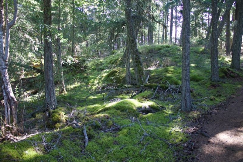 Mossy Forest Trail in Sunlight