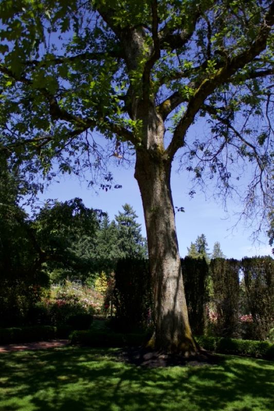 Mature Tree in Sunlit Garden