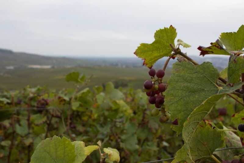 Grapevine with vineyard landscape background