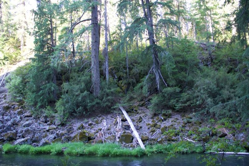 Forest Riverbank in Dense Woodland
