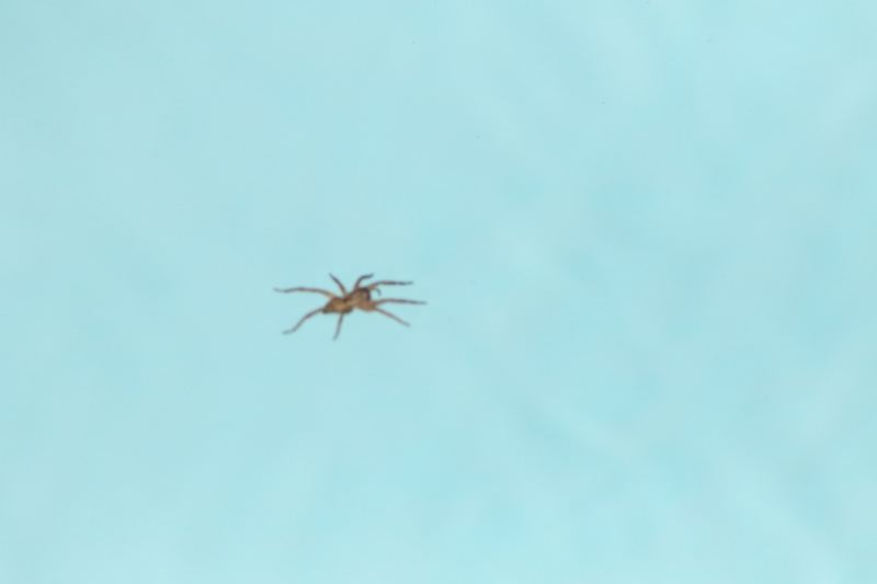 Spider on Light Blue Water Surface