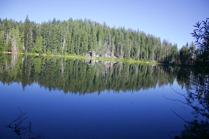 Calm Lake Reflecting Forest