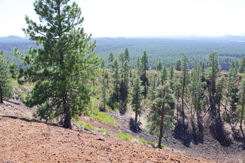 Pine Tree Over Volcanic Hillside