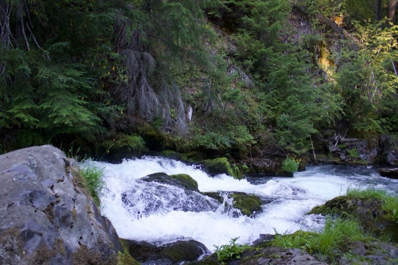 Mountain Stream Rapids in Forest