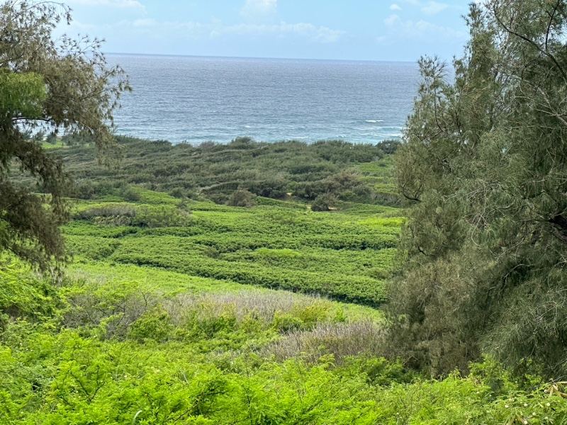 Lush Coastal Valley Overlooking Ocean