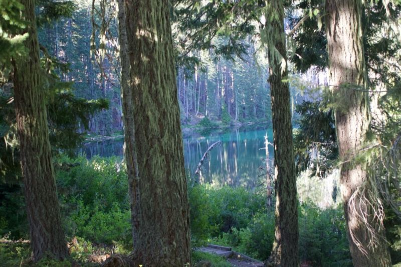 Forest Trees Framing Mountain Lake