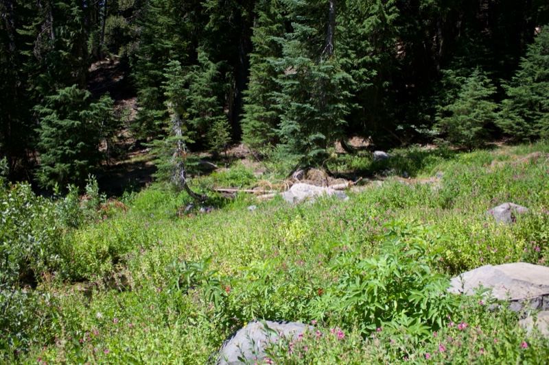 Sunlit Forest Meadow With Rocks