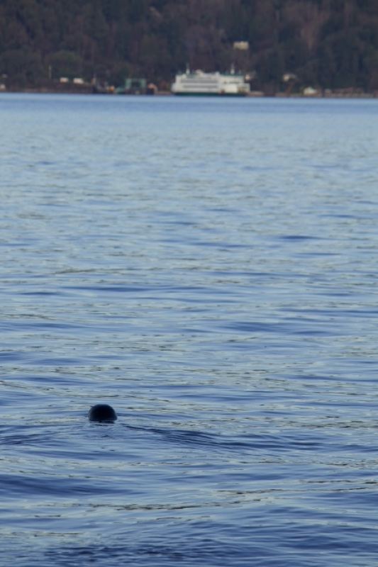 Seal Surfacing on Calm Lake