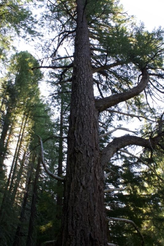 Tall Conifer Trunk in Forest