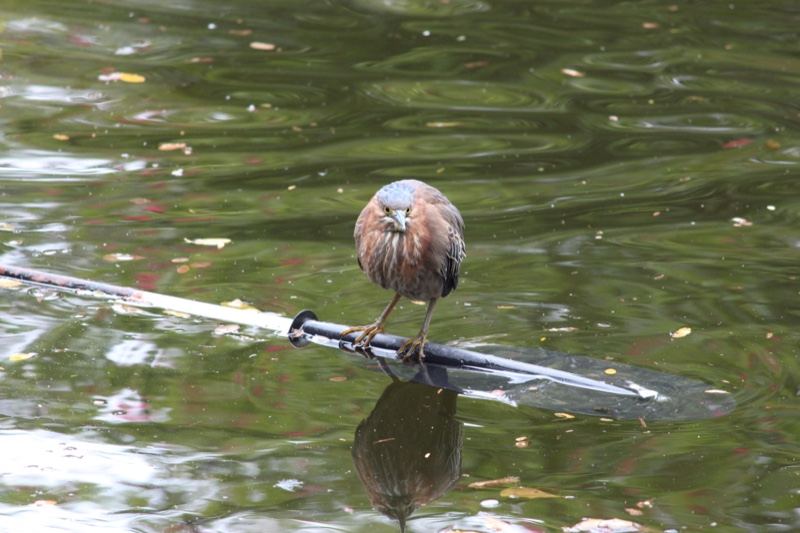 Heron Perched on Floating Object