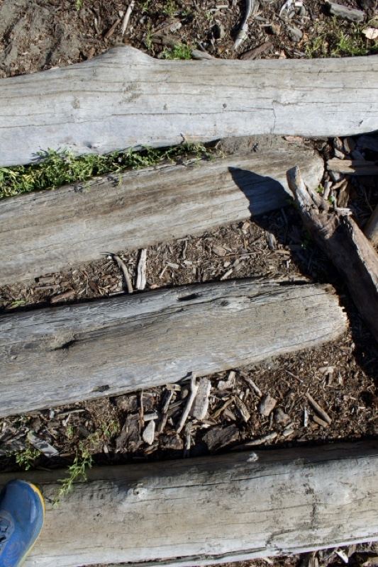 Weathered Logs on Forest Floor