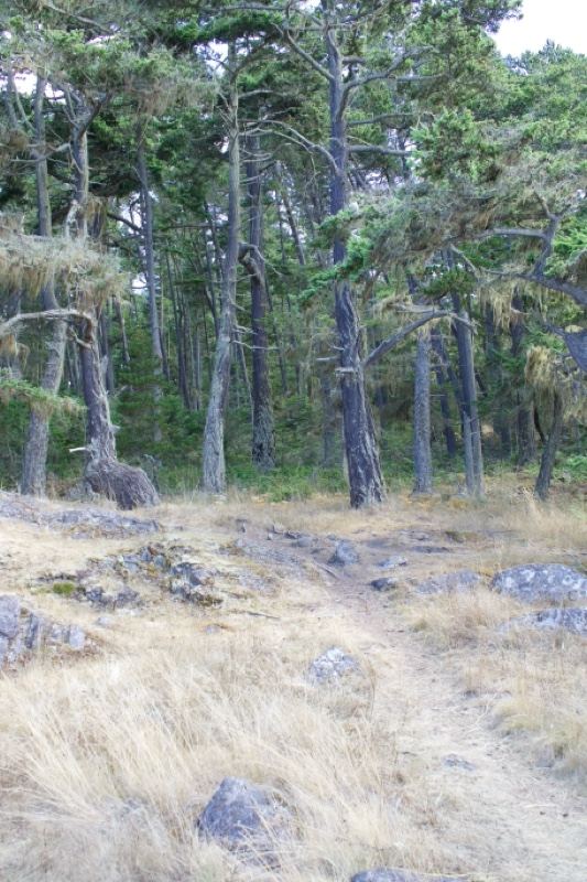 Coastal Forest Trail With Dry Grass