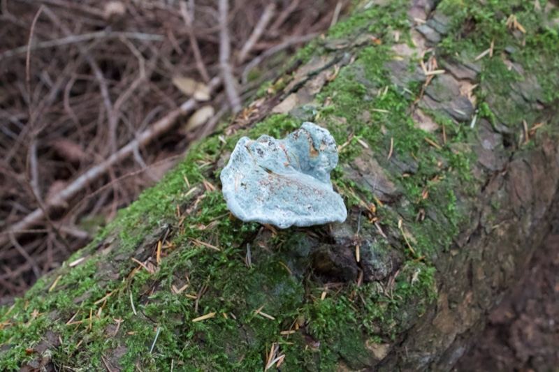 Blue fungus on mossy log