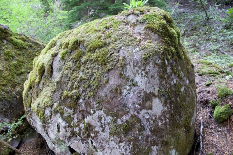 Moss Covered Boulder in Forest