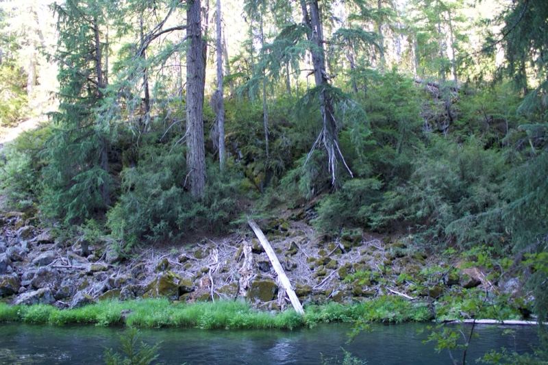 Forest Stream With Fallen Log