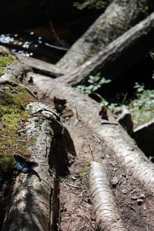 Blue butterfly on mossy fallen log