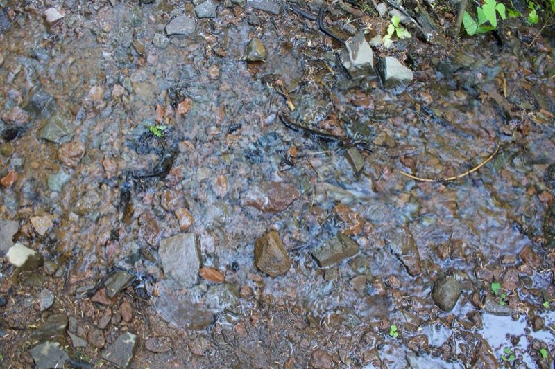 Shallow Forest Stream Bed With Rocks