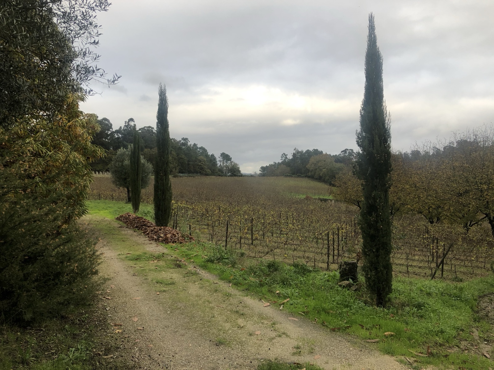 Rural Vineyard Path with Cypress Trees