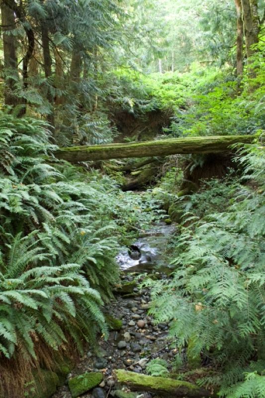 Fallen Log Bridge Over Forest Stream