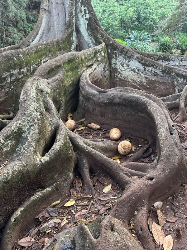 Gnarled Tree Roots Forming Natural Hollow