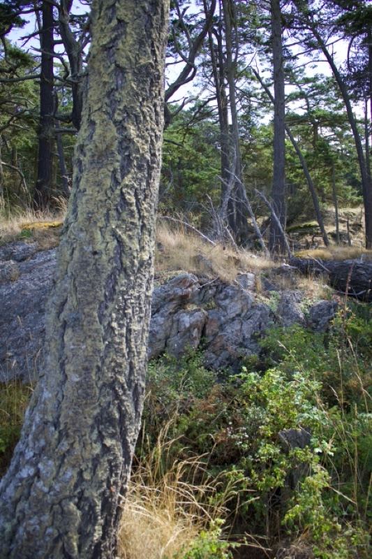 Lichen-Covered Tree in Coastal Forest
