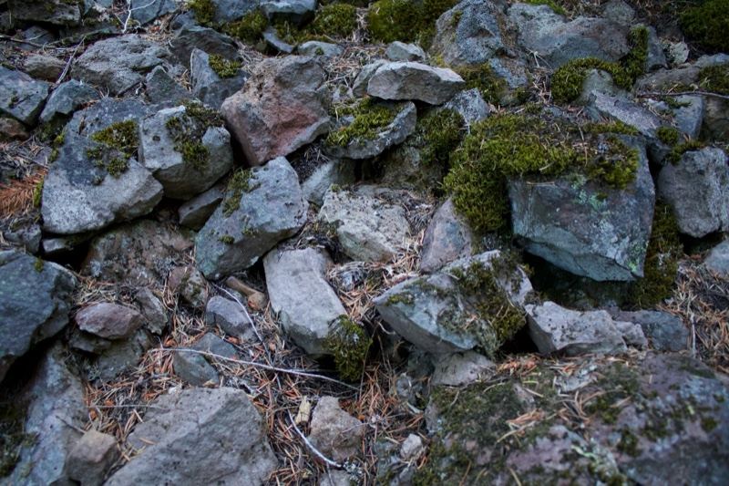 Moss Covered Rocks Forest Floor