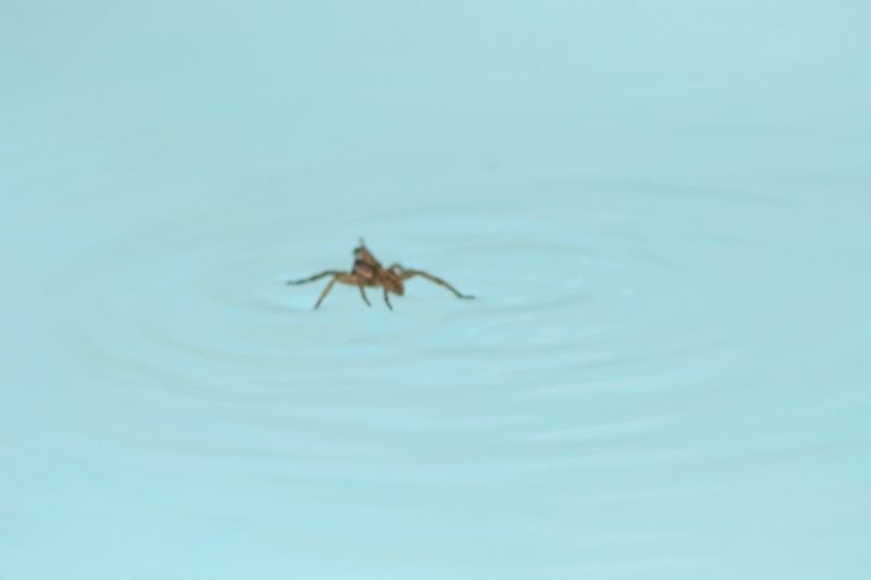 Spider on Calm Water Surface