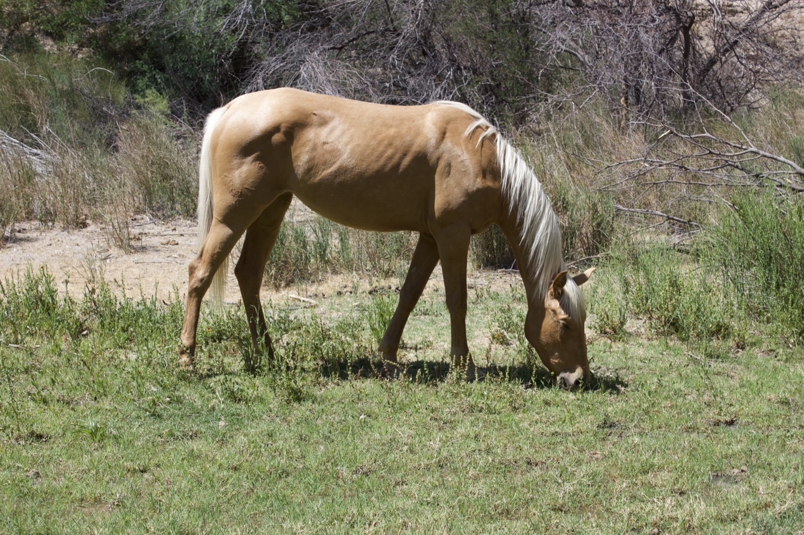 Palomino Horse Grazing in Grass