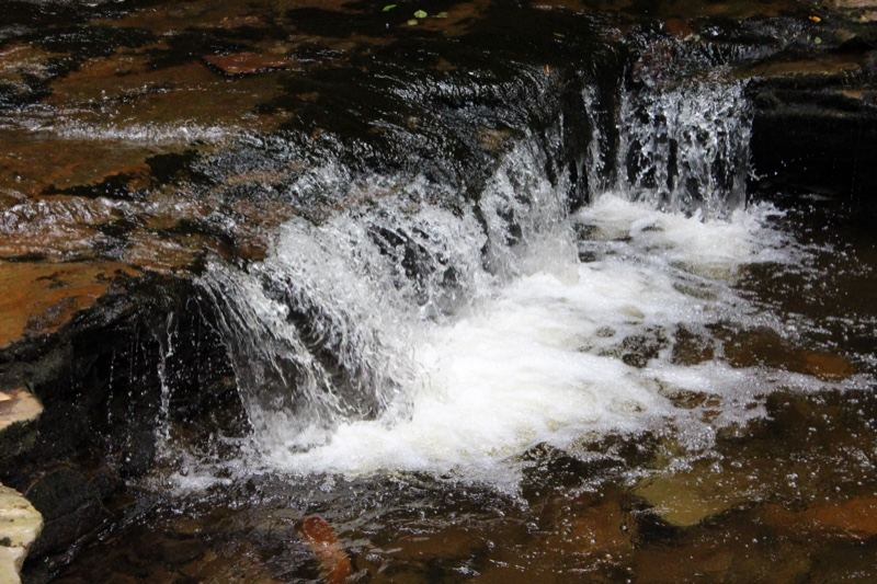 Small Forest Waterfall Cascading Over Rocks