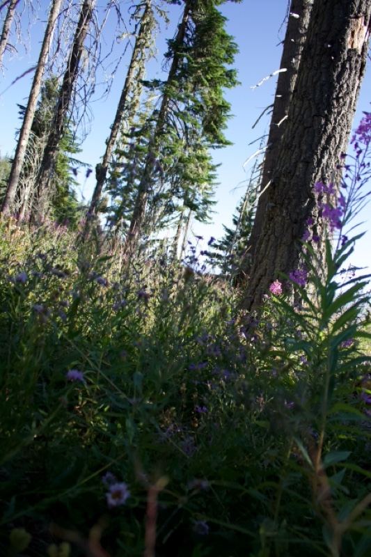 Forest Wildflowers Under Tall Conifers