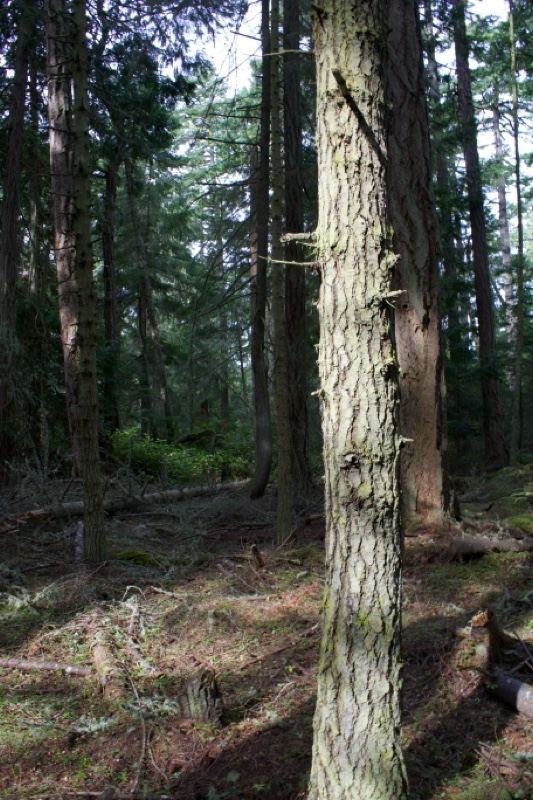 Forest Tree Trunk in Woodland
