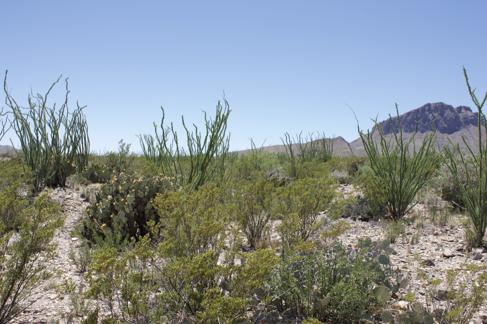 Desert Shrubs and Ocotillo Under Clear Sky
