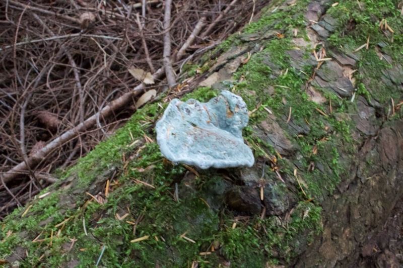 Blue fungus on mossy fallen log