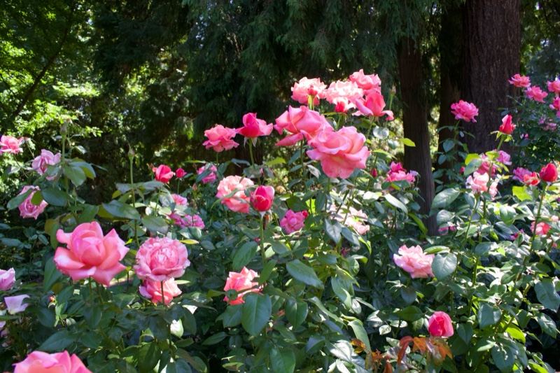 Pink Roses in Garden Shade