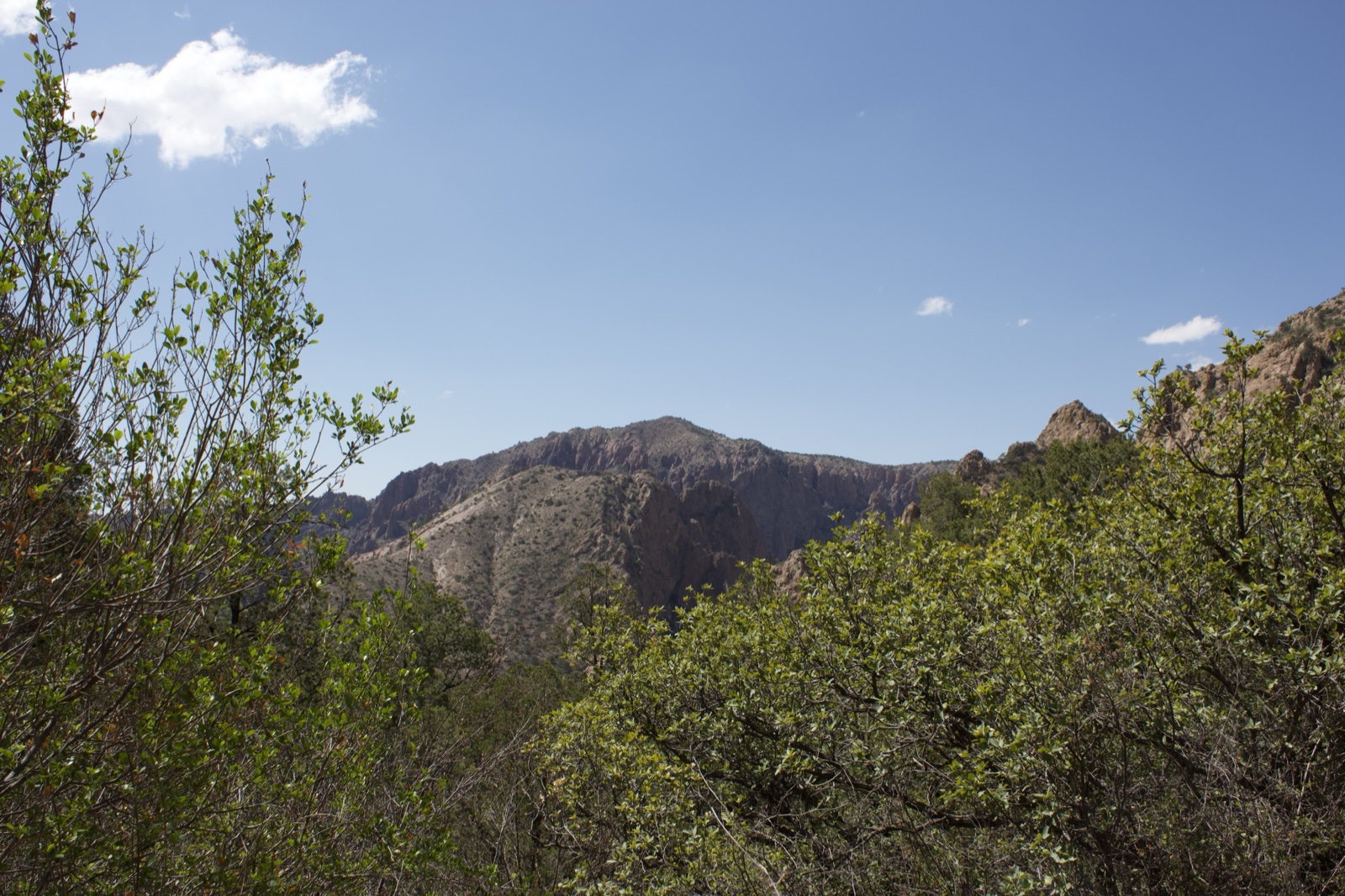 Mountain View Through Green Foliage