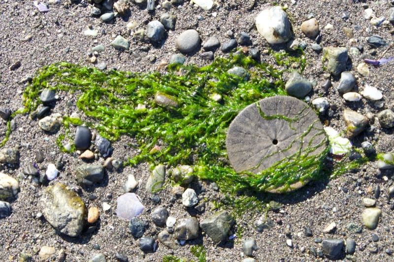 Sand Dollar on Rocky Beach