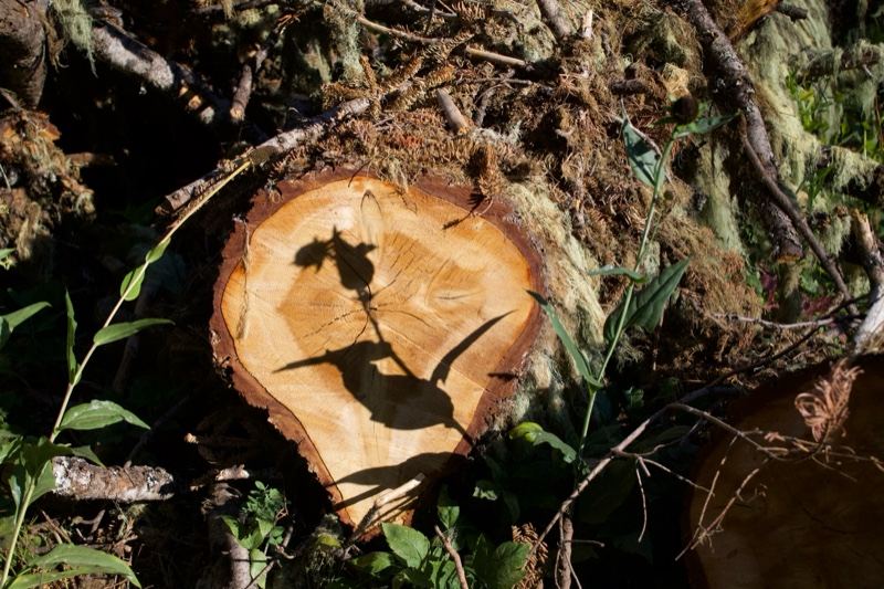Cut Tree Stump Shadow in Forest