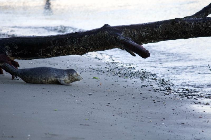 Seal Resting on Sandy Beach