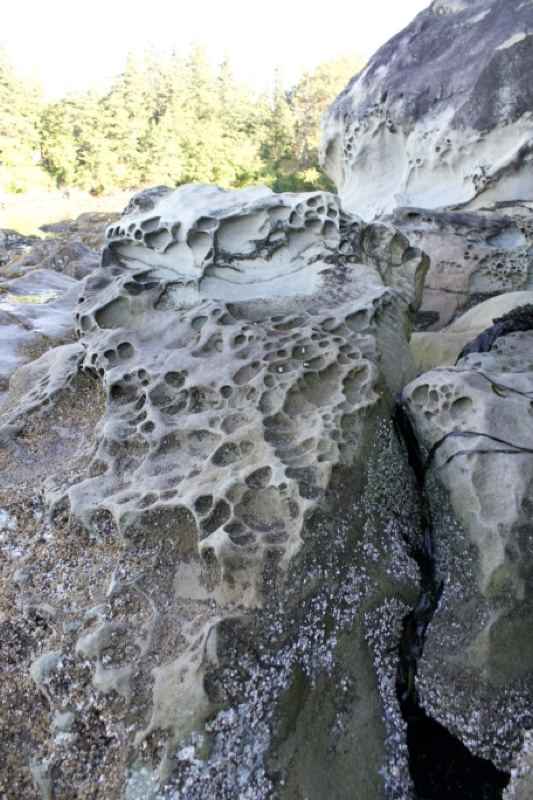 Honeycomb Weathered Coastal Rock Formation