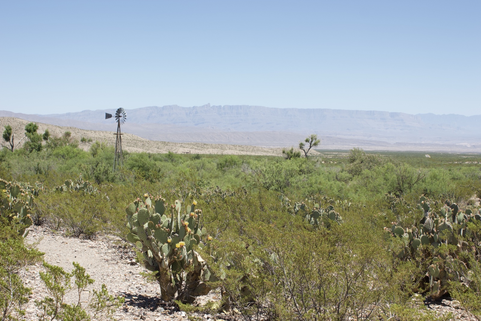 Desert landscape with cactus and windmill