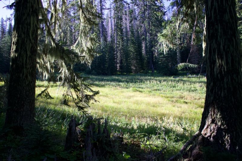 Sunlit Forest Clearing With Tall Trees