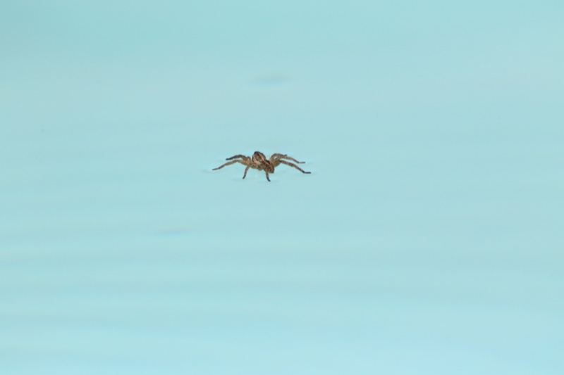 Bird Flying Over Pale Water