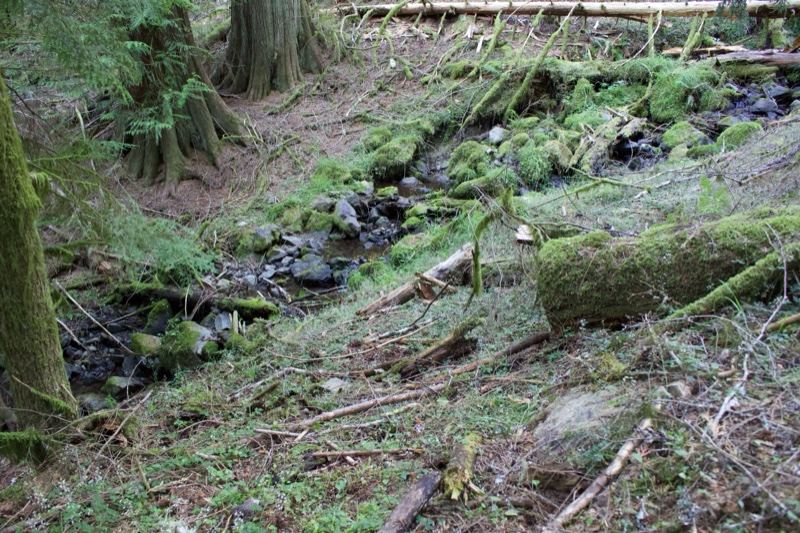 Mossy Forest Floor With Fallen Logs