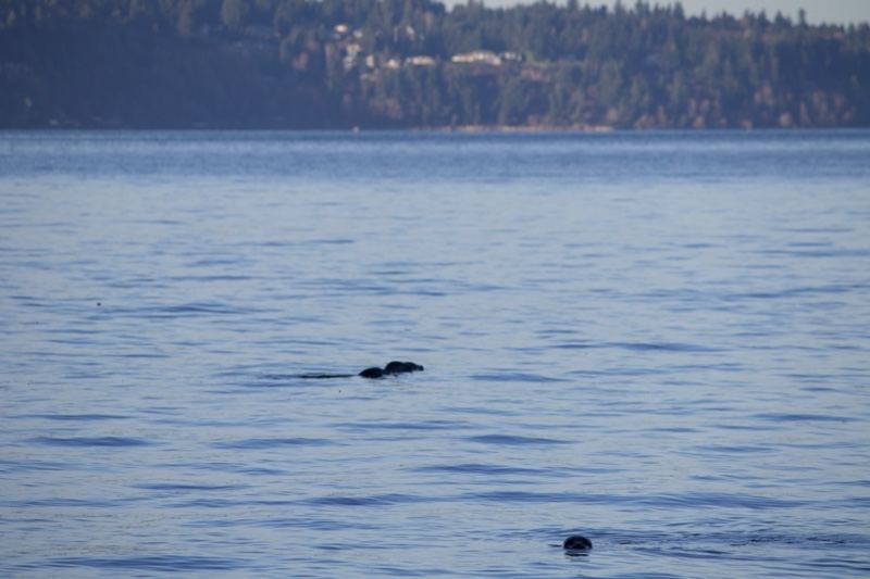 Seals Surfacing On Calm Lake